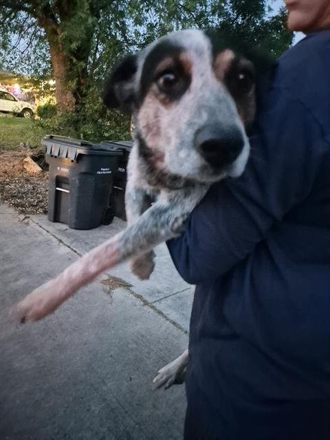 WILLOW - Australian Cattle Dog/Blue Heeler available for adoption