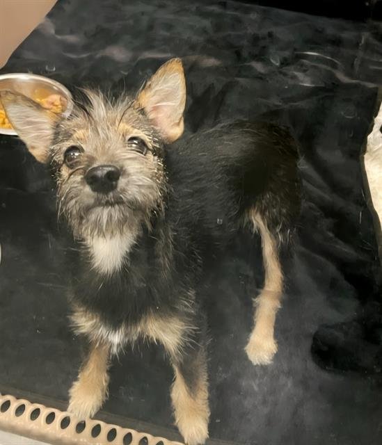 A790123 - Terrier available for adoption
