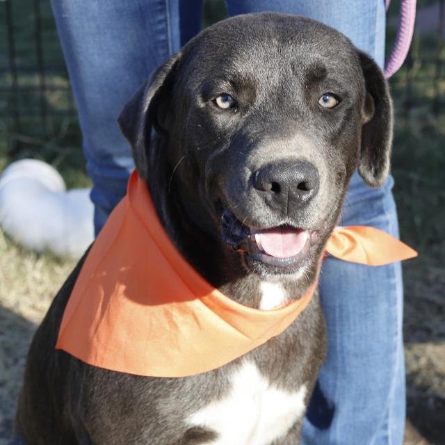 TOBY - Labrador Retriever / American Staffordshire Terrier available for adoption