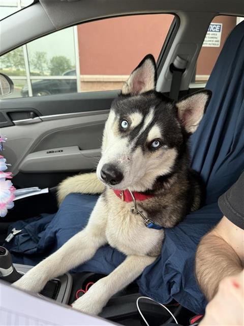 ACE - Husky available for adoption