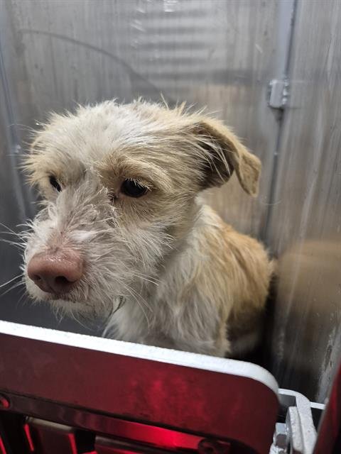 WISH - Terrier available for adoption