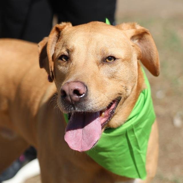 SLADE - Labrador Retriever available for adoption