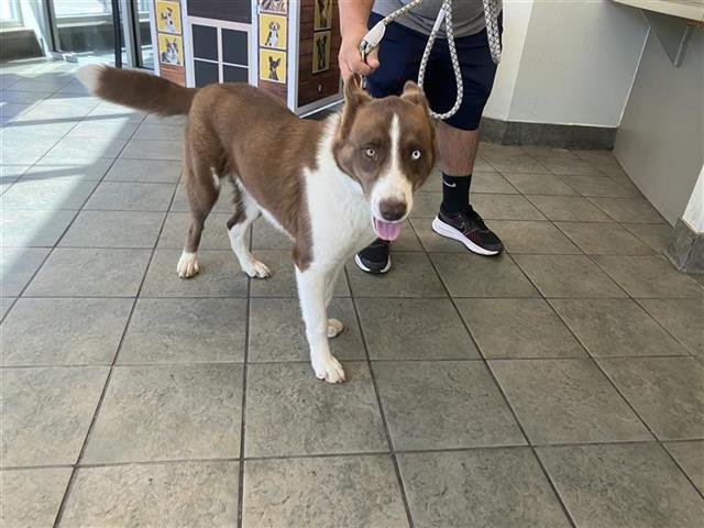 ATLAS - Husky available for adoption