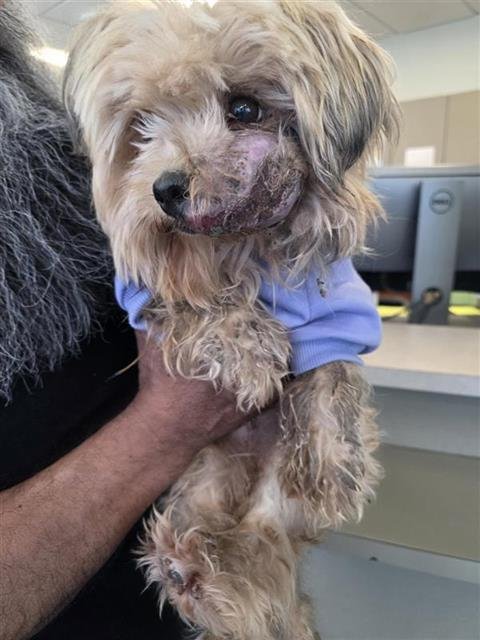 ZIGGY - Yorkshire Terrier Yorkie available for adoption