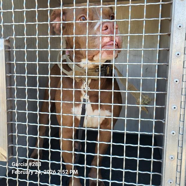 HONEY BEE - Boxer available for adoption