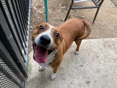 EMMA - American Staffordshire Terrier available for adoption