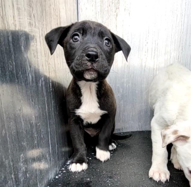 SLADE - Labrador Retriever available for adoption