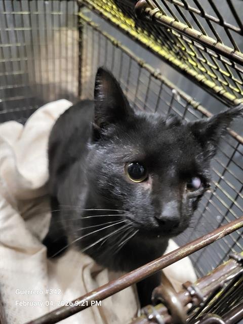 KNIGHT - Domestic Short Hair available for adoption