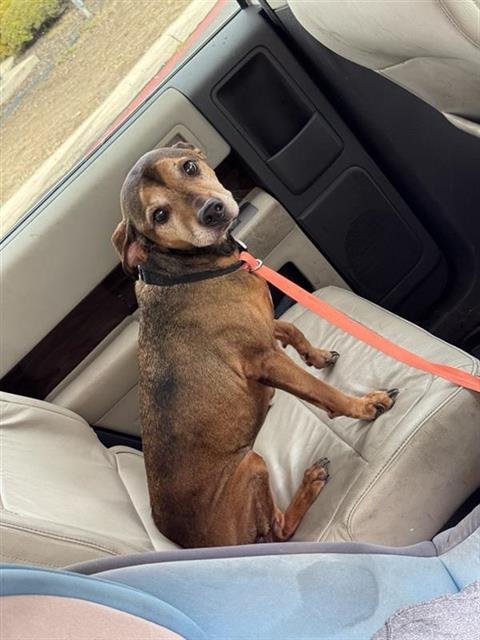 WHEATIE - Dachshund available for adoption