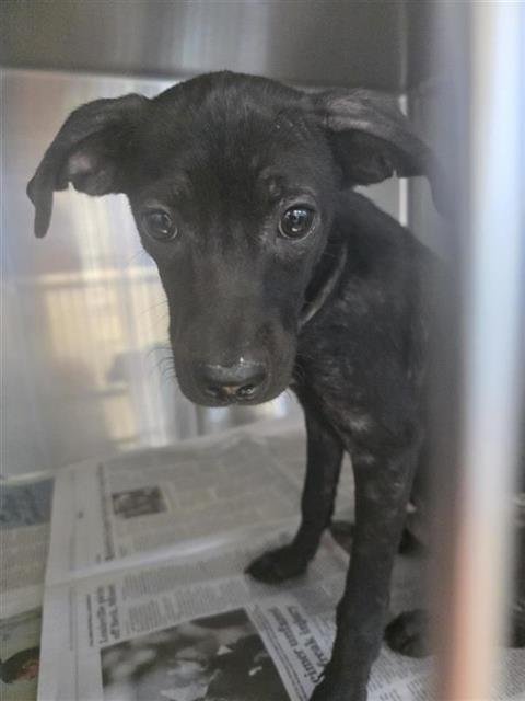 SKEETER - Terrier available for adoption