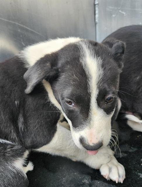 PUP 2 - American Staffordshire Terrier available for adoption