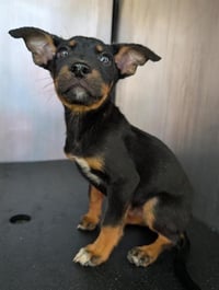 ANGUS - Photo 1