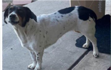 TOFFEE - Hound available for adoption