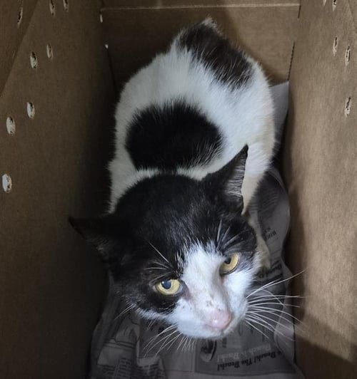A814151 - Domestic Medium Hair available for adoption