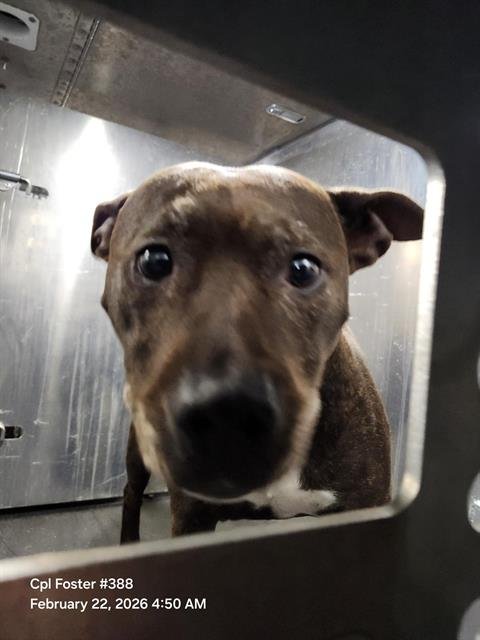 BIRDO - American Staffordshire Terrier available for adoption