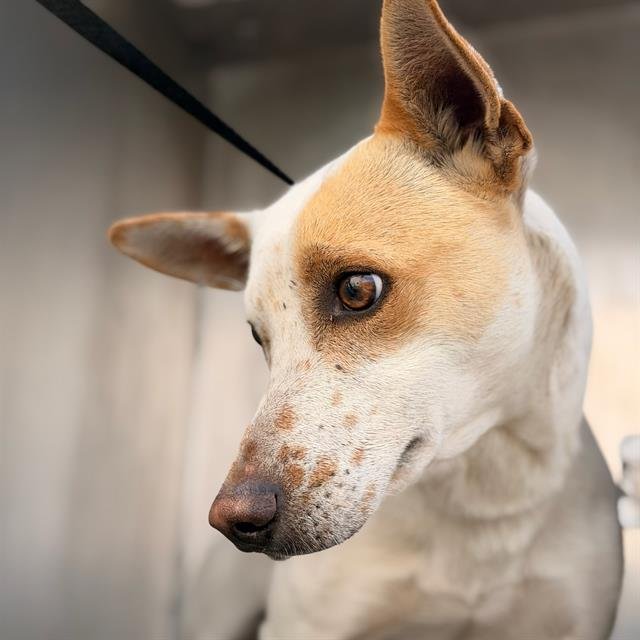 LEO - Terrier available for adoption