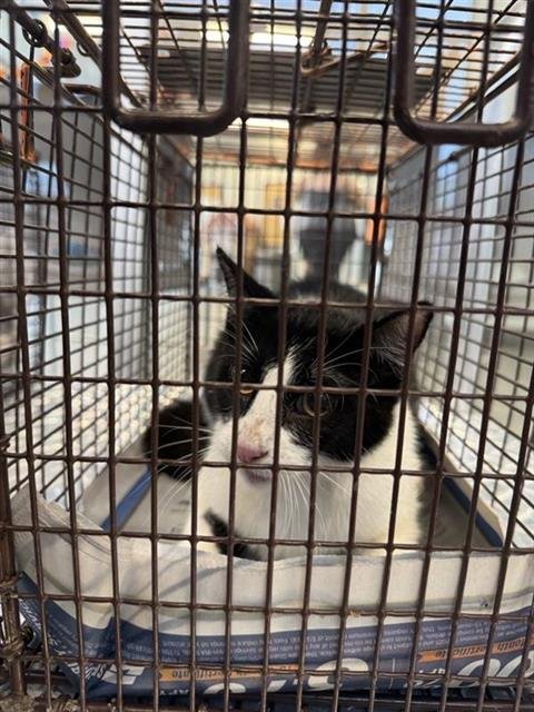A801673 - Domestic Short Hair available for adoption