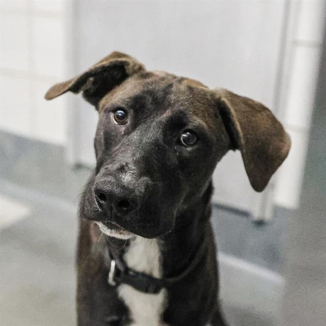 BIRCH - American Staffordshire Terrier available for adoption