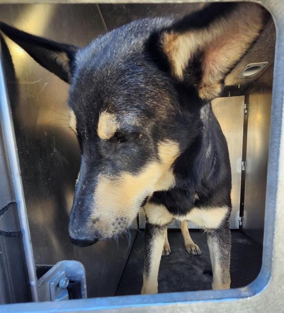 BOBBY - German Shepherd Dog available for adoption