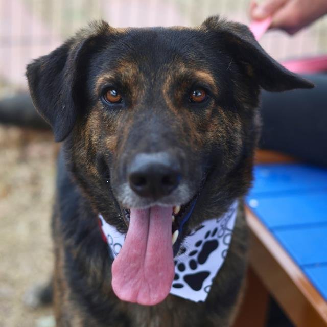 SHADOW - German Shepherd Dog available for adoption