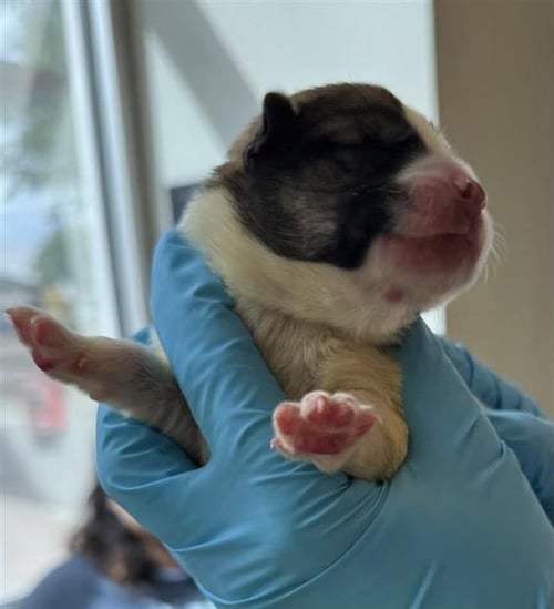 LUCILLE - Husky available for adoption