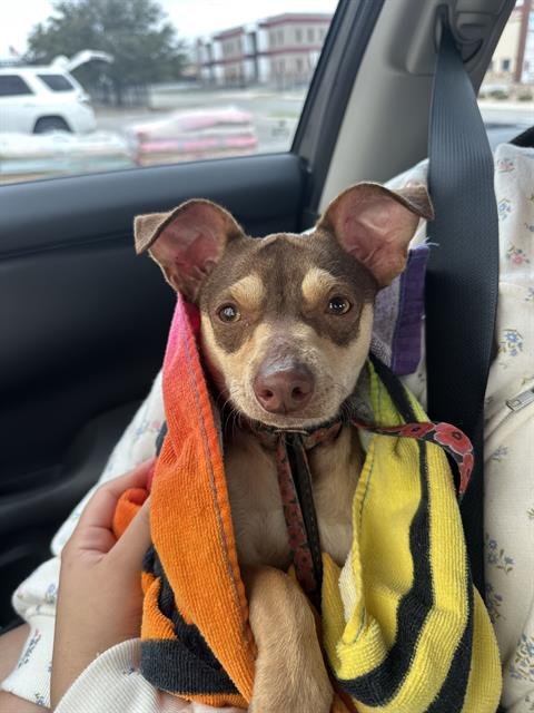 ANA - Chihuahua available for adoption