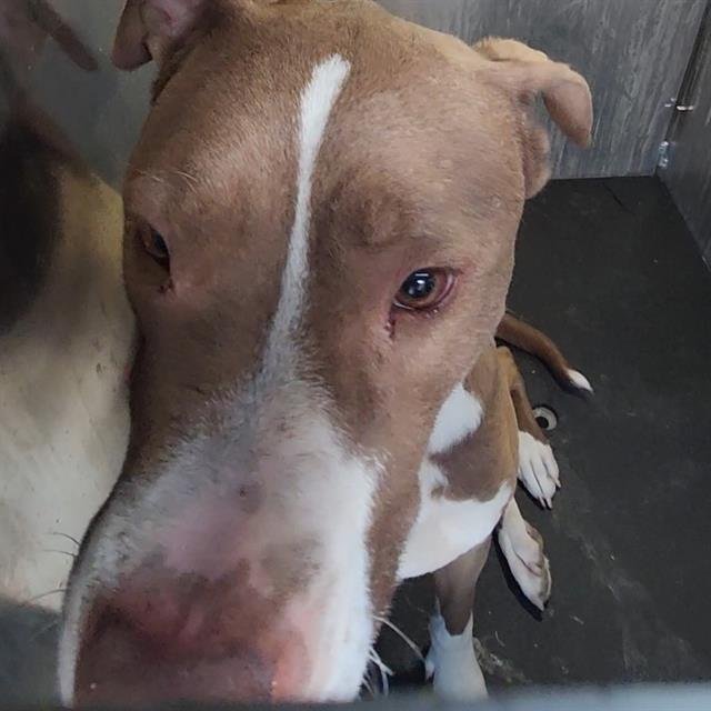 TYREE - American Staffordshire Terrier available for adoption