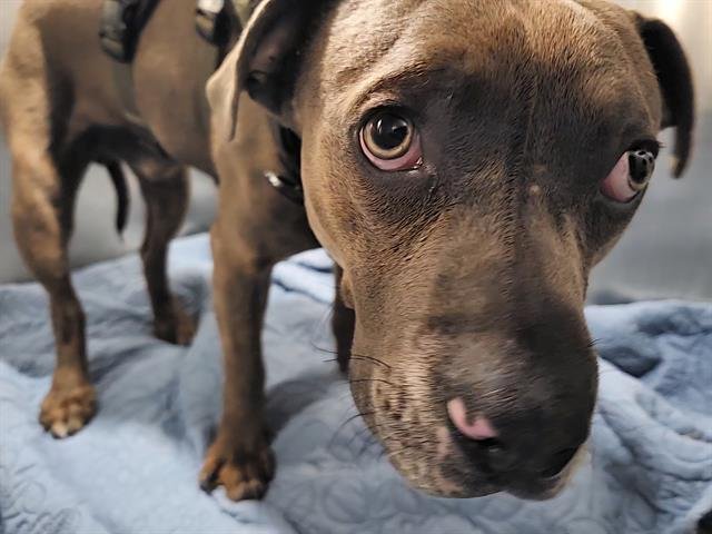 OCTAVIUS - American Staffordshire Terrier available for adoption