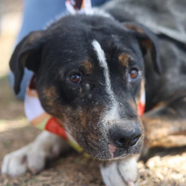 BEN - Australian Cattle Dog/Blue Heeler available for adoption