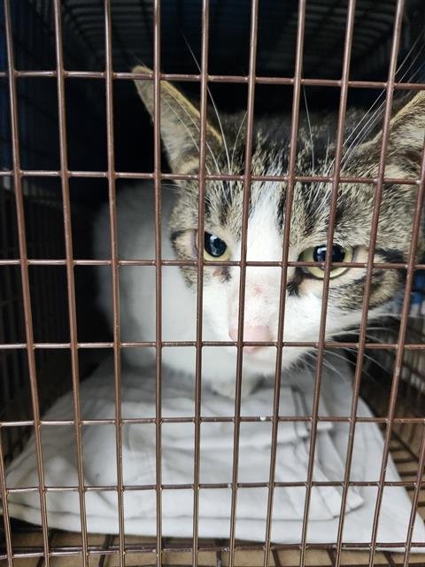 V25-9159 - Domestic Short Hair available for adoption