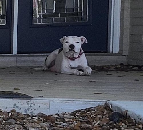 PRIZ - American Staffordshire Terrier available for adoption