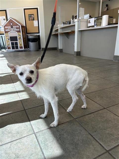 BOLTS - Terrier available for adoption