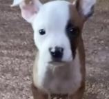 SPOOKY - Boxer available for adoption