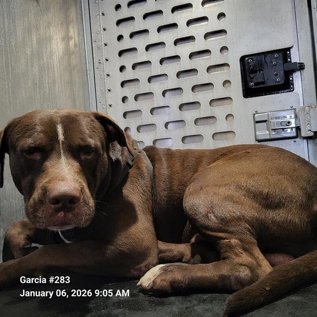 ADAM - American Staffordshire Terrier available for adoption