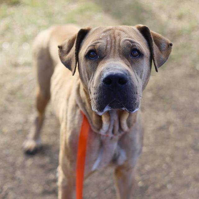 TOMMI - American Staffordshire Terrier available for adoption
