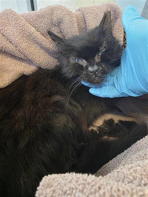 TABOO - Domestic Medium Hair available for adoption