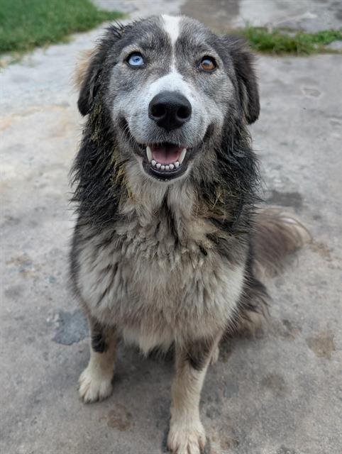 PICKLES - Husky available for adoption