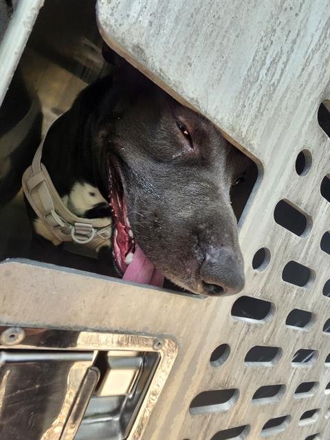 A798826 - American Staffordshire Terrier available for adoption