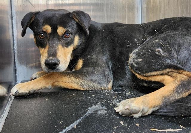 BASTION - Labrador Retriever available for adoption