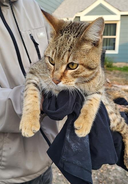 STEVE - Domestic Short Hair available for adoption