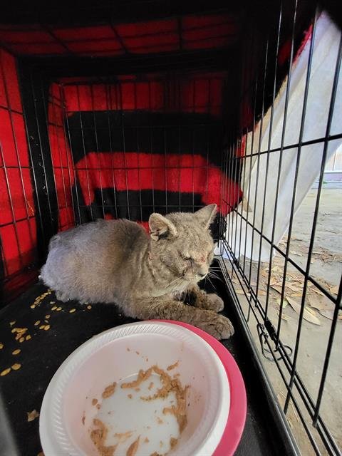 SCRAT - Domestic Short Hair available for adoption