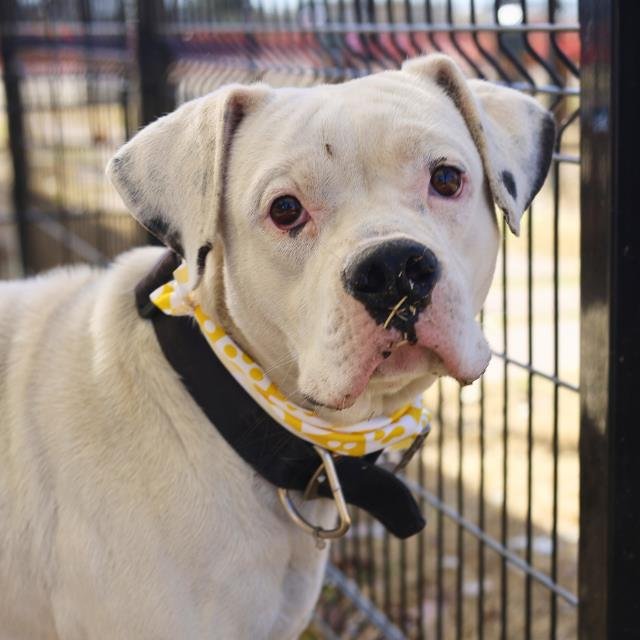 TOBY - American Staffordshire Terrier available for adoption