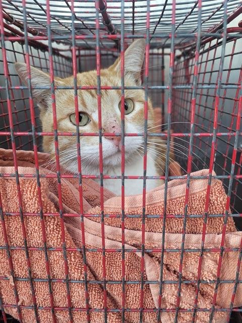 FREDDY - Domestic Short Hair available for adoption