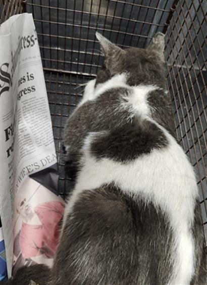 AJAX - Domestic Medium Hair available for adoption