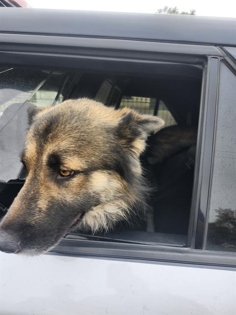 BEAR - German Shepherd Dog available for adoption