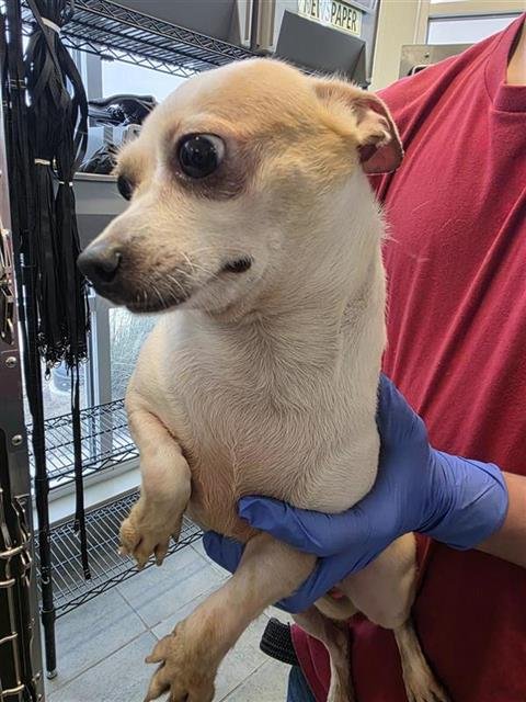SNOW WHITE - Chihuahua available for adoption