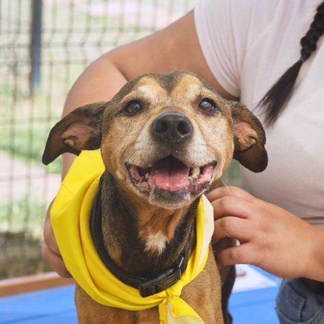 WHEATIE - Dachshund available for adoption