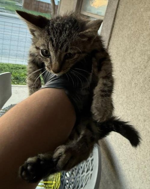POLO - Domestic Short Hair available for adoption