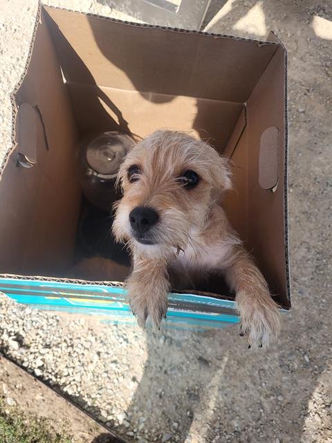TEDDY - Terrier available for adoption