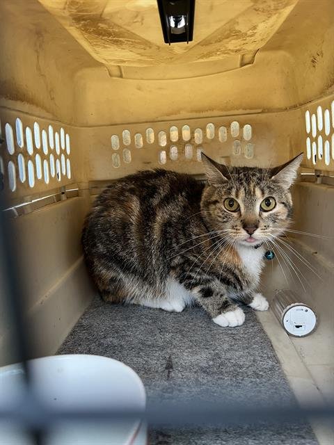 AALIYAH - Domestic Medium Hair available for adoption